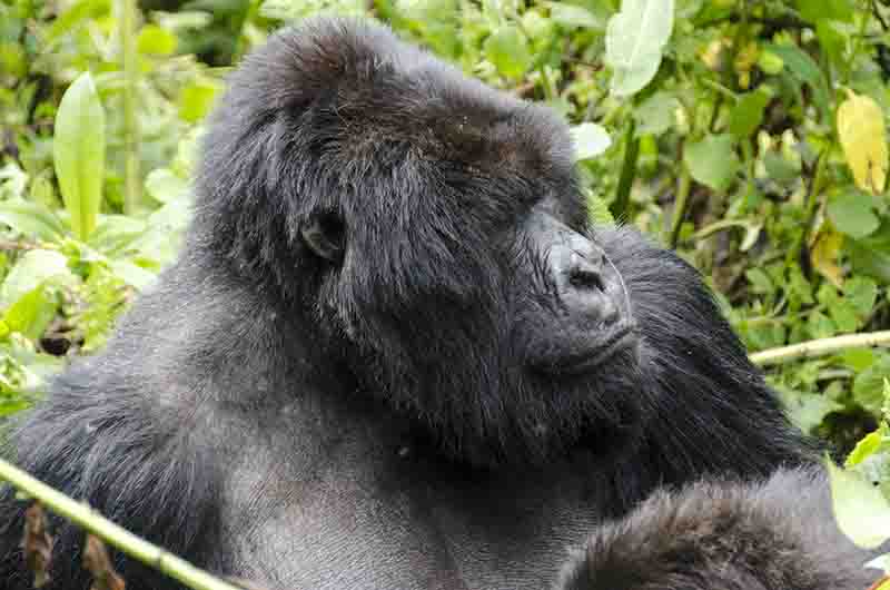 22 - Gorila - selva de Virunga - parque nacional de los volcanes - Ruanda